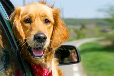 Vakantiehuis huren met hond